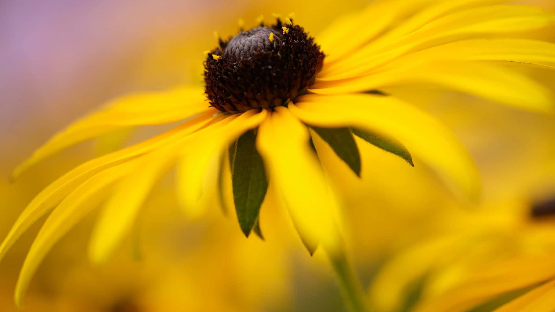 The Golden Petals Of The Black Eyed Susan Wallpaper