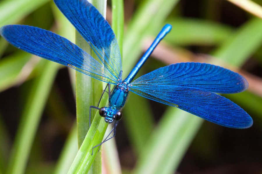 The Grace Of The Blue Dragonfly. Wallpaper