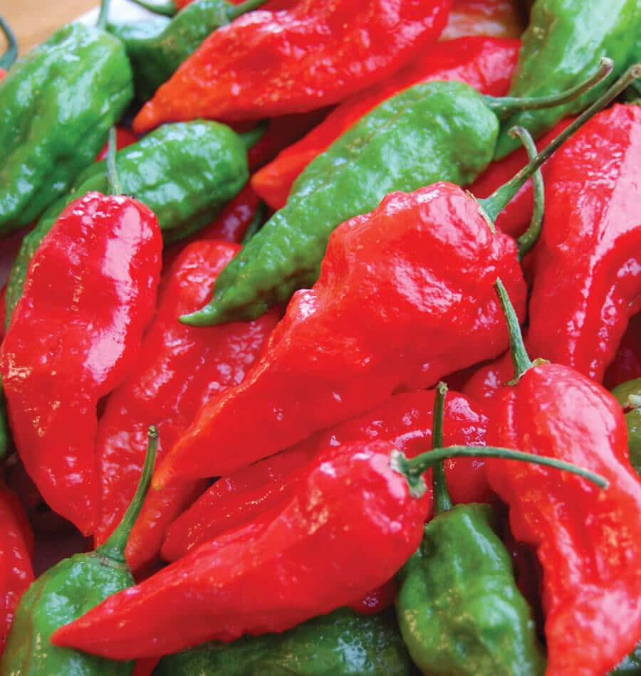 The Hottest Spice On Earth: Ghost Pepper