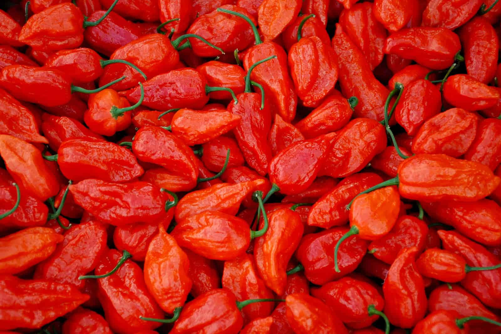 The Infamous Ghost Pepper Wallpaper