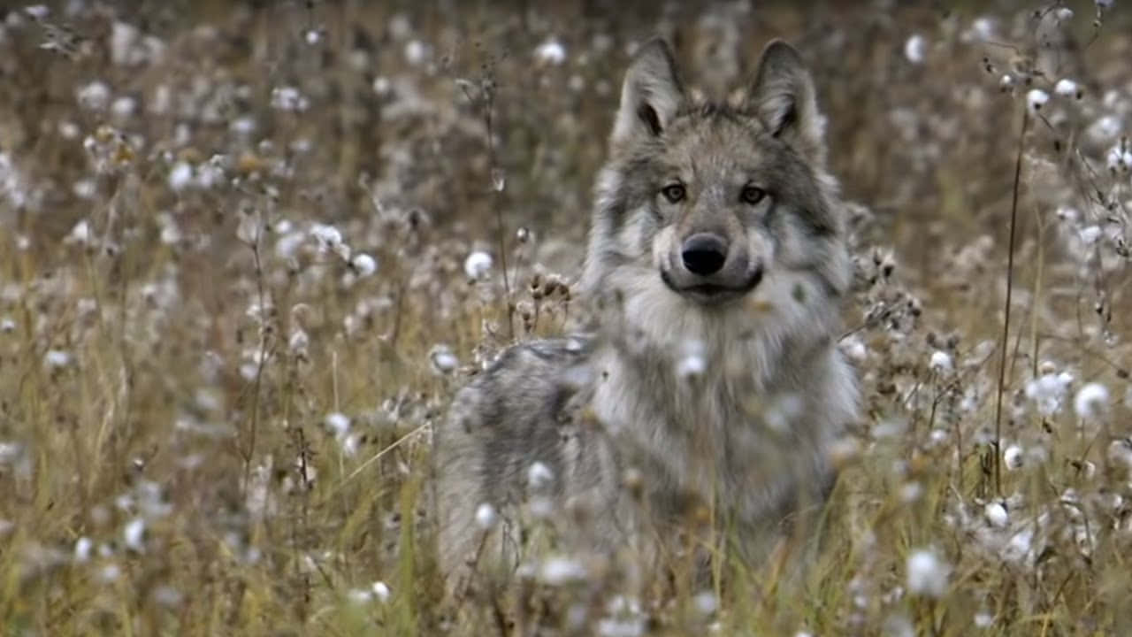 The Intense Gaze Of A Hunting Wolf Pack In Snow-covered Woods Wallpaper