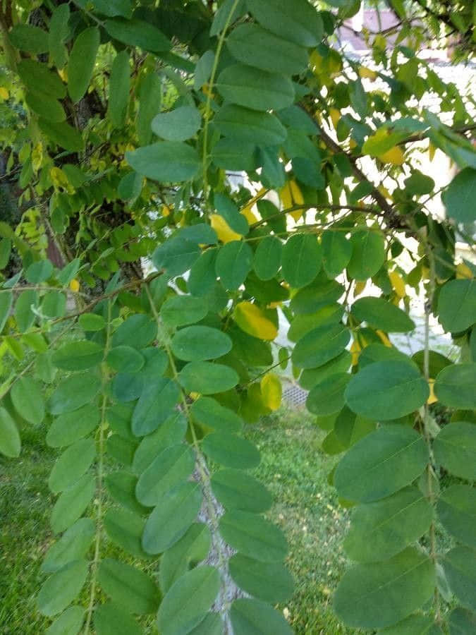 The Intricate Bark Of A Black Locust Tree Wallpaper