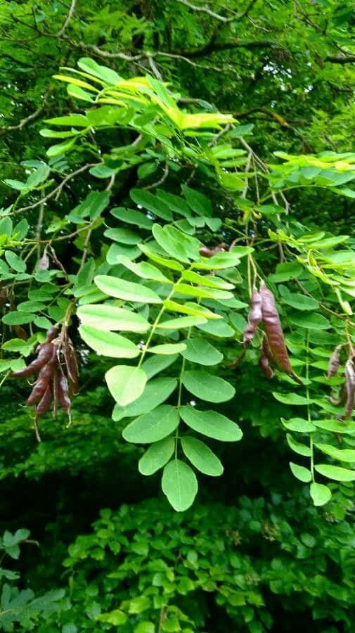 The Lush Beauty Of A Black Locust Tree. Wallpaper