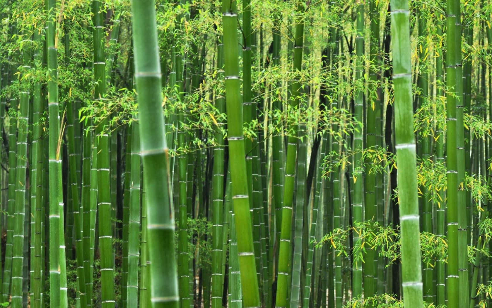 The Lush, Vibrant Beauty Of Bright Green Bamboo Wallpaper