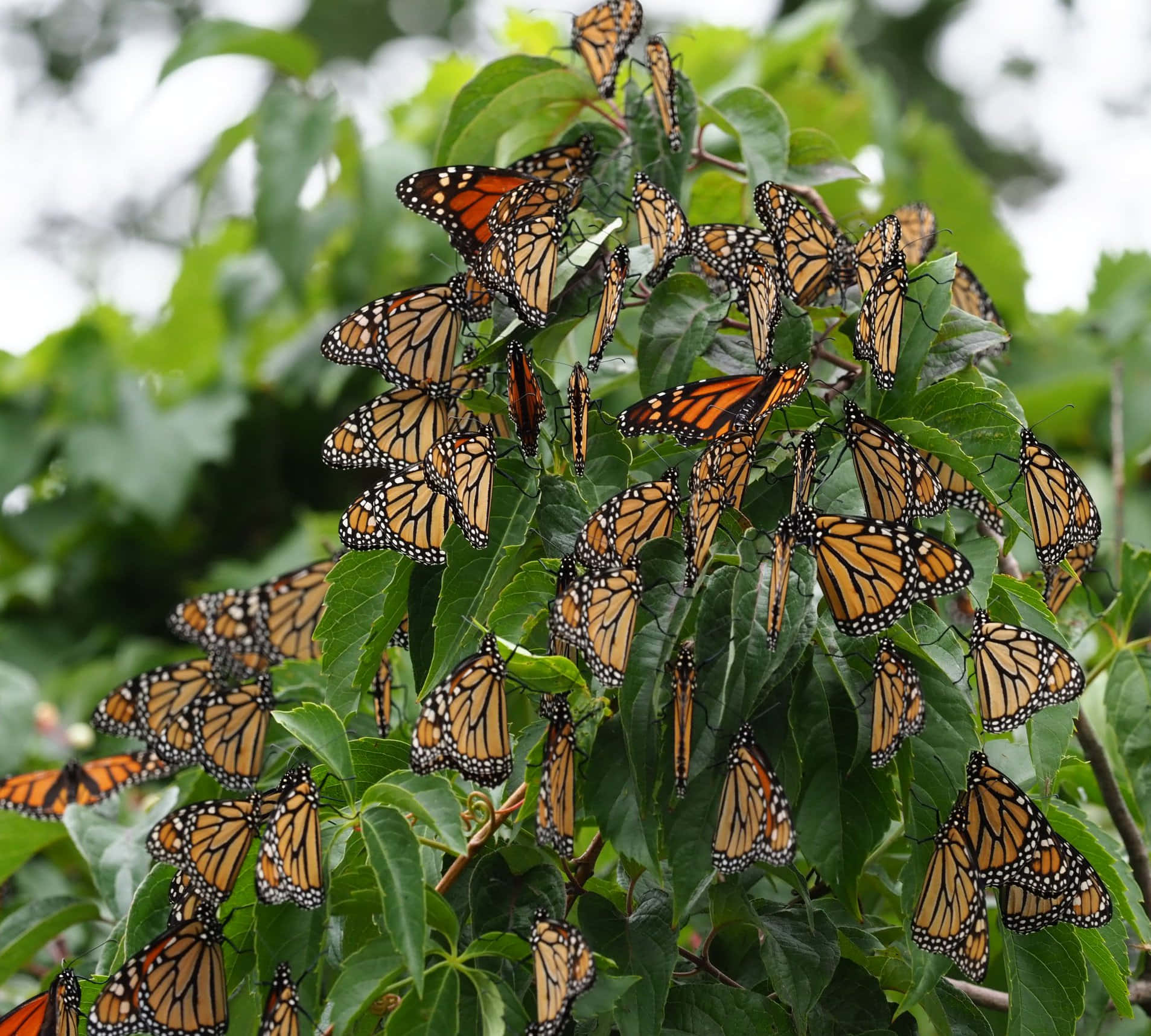 The Magical Migration Of Butterflies Wallpaper