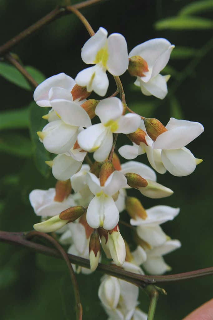 The Majestic Beauty Of A Black Locust Tree Wallpaper