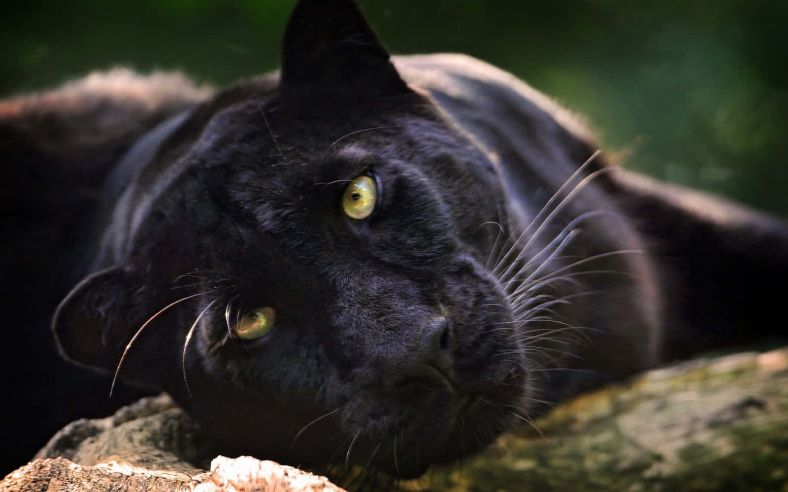 The Majestic Beauty Of A Cool Black Panther Animal Wallpaper