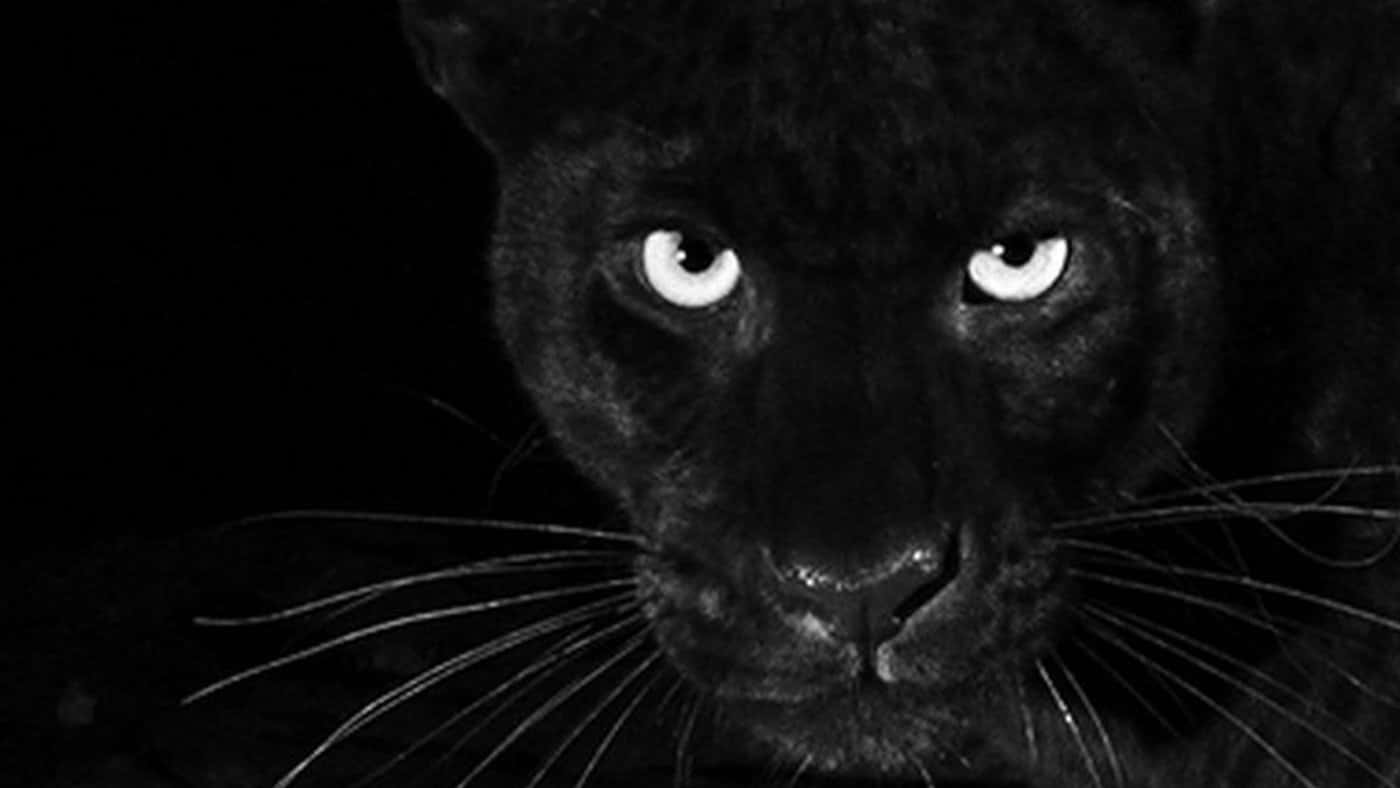 The Majestic Black Leopard Wallpaper