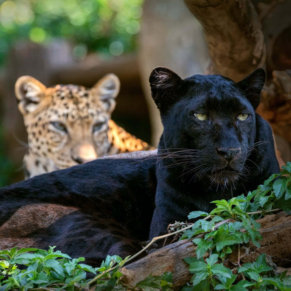 The Majestic Black Leopard Wallpaper