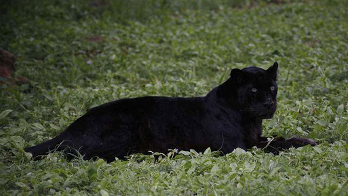 The Majestic Black Leopard Wallpaper