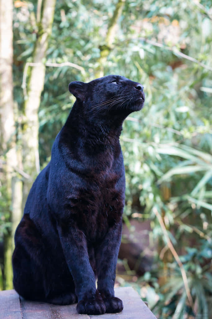 The Majestic Black Leopard Wallpaper