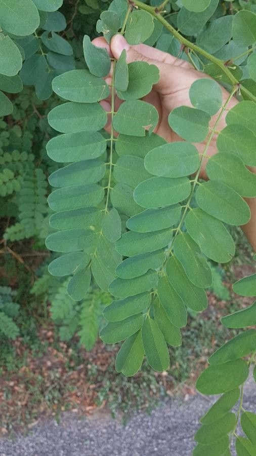 The Majestic Black Locust Tree Wallpaper