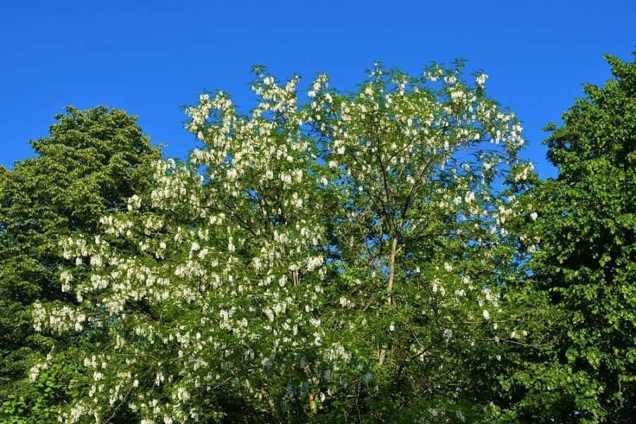 The Majestic Black Locust Tree Wallpaper