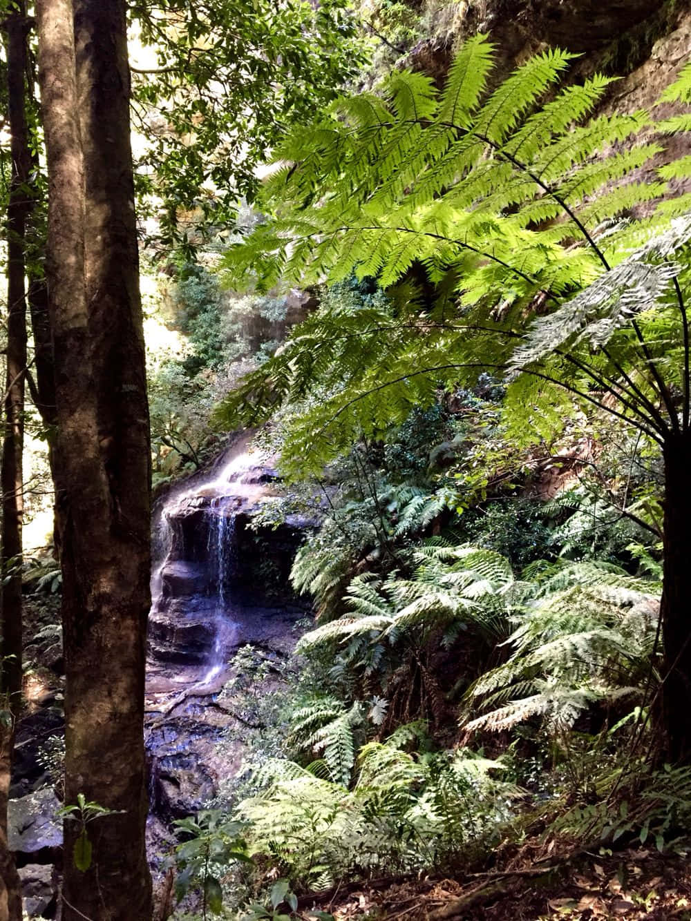 The Majestic Blue Mountains National Park Wallpaper