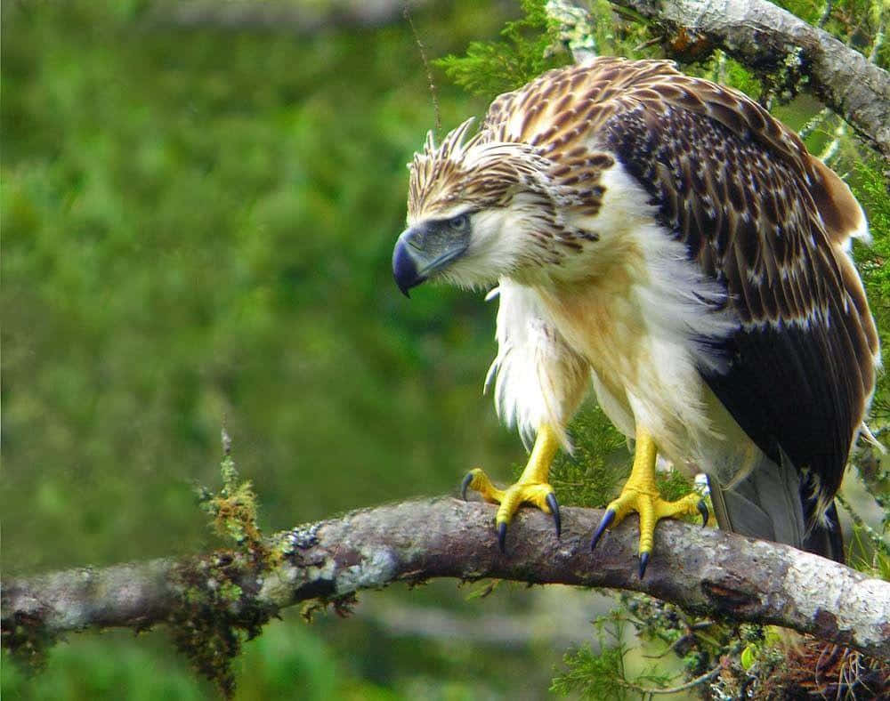 The Majestic Philippine Eagle In Its Natural Habitat Wallpaper