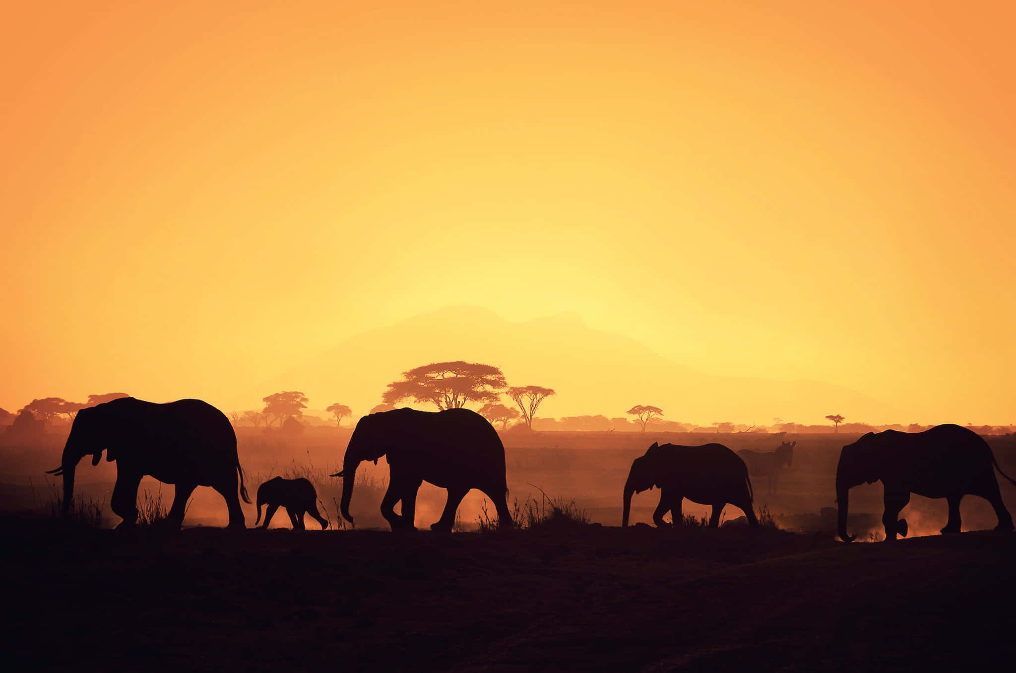 The Majesty Of African Wildlife