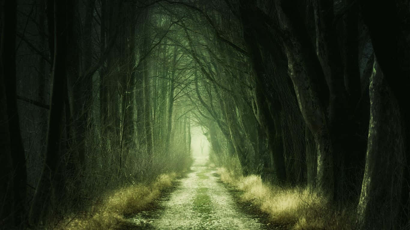 The Mysterious Dark Green Forest Wallpaper