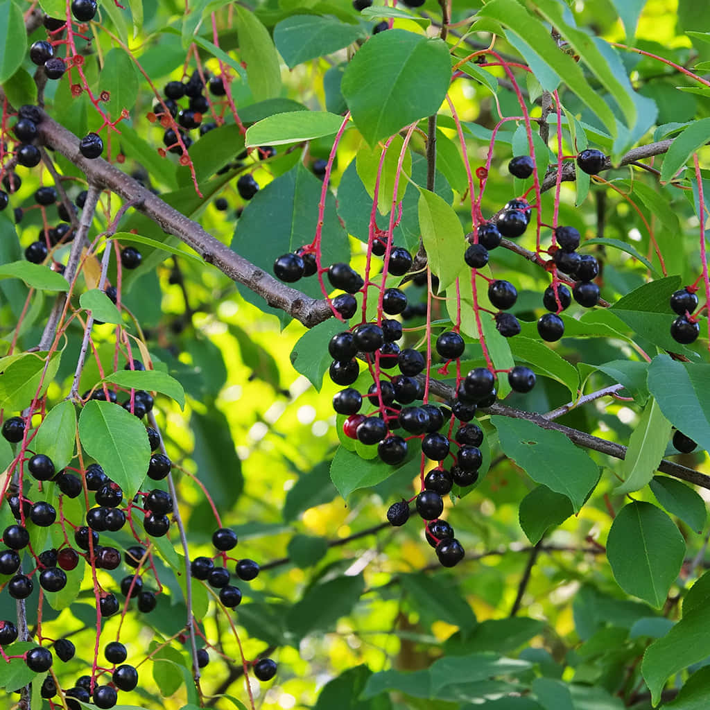 The Perfectly Perfect Black Cherry Wallpaper