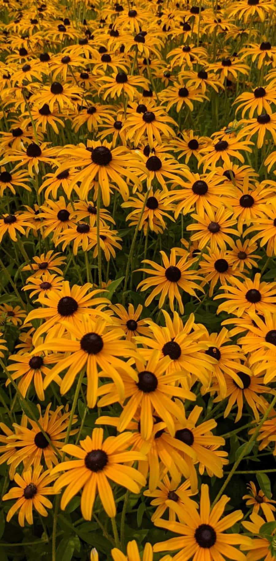 The Showy Beauty Of A Black Eyed Susan Wallpaper