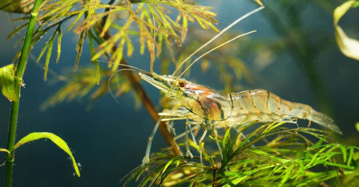 The Vibrant And Powerful Pistol Shrimp Wallpaper