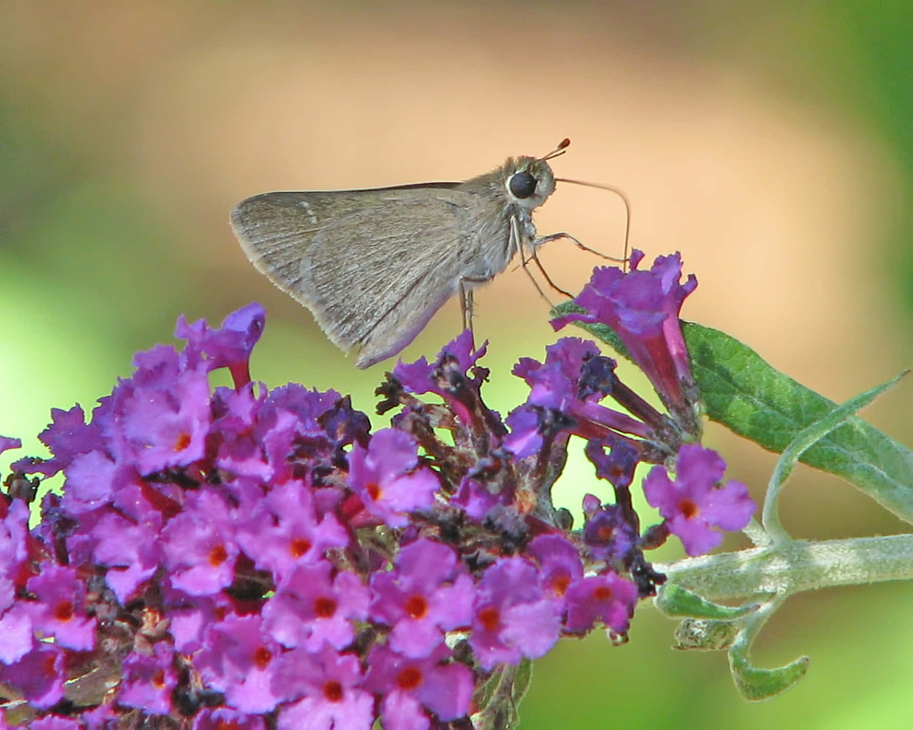 - The Vivid Colors Of A Butterfly Bush Wallpaper