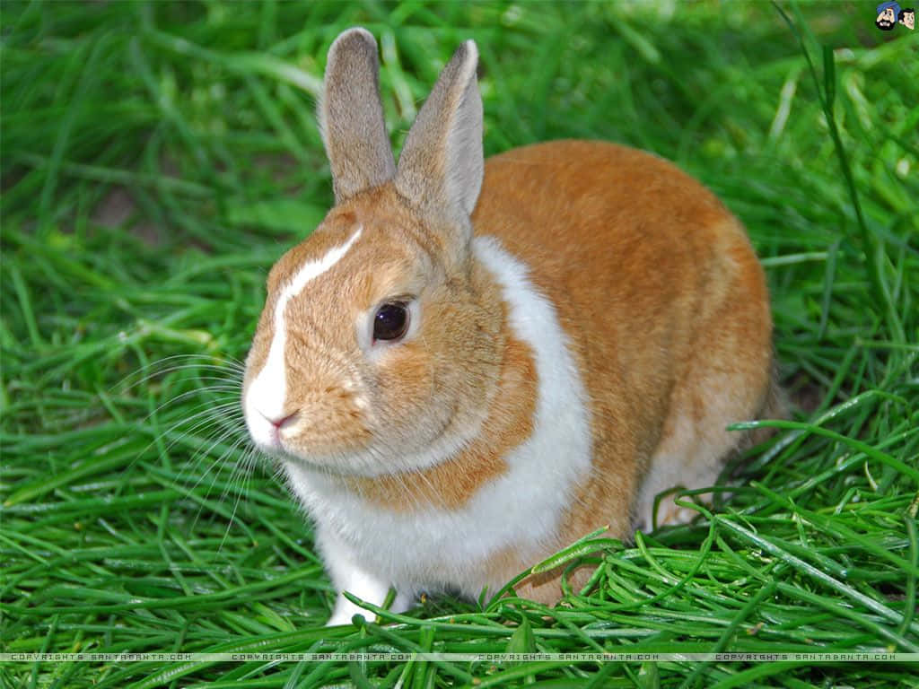 These Adorable Fluffy Bunny Rabbits Will Brighten Your Day Wallpaper