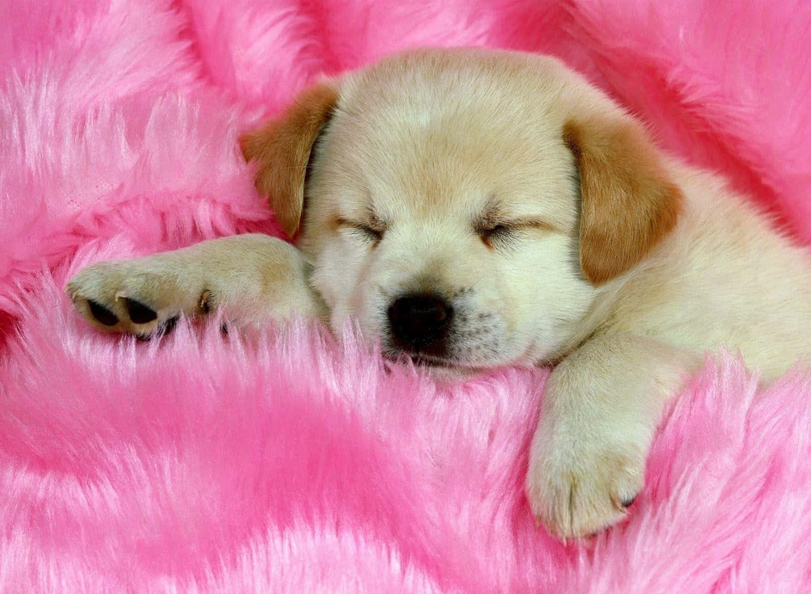 These Adorable Pink Puppies Will Melt Your Heart Wallpaper