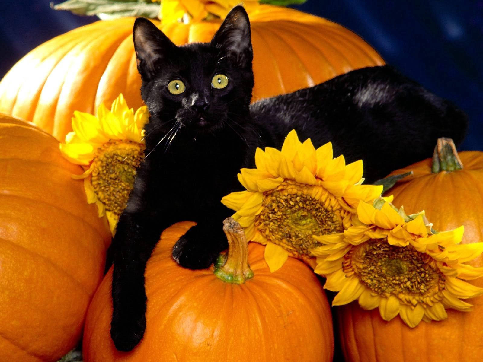 This Halloween Season, One Of The Spookiest Decorations We Have Is Our Black Cat Atop A Pumpkin. Wallpaper