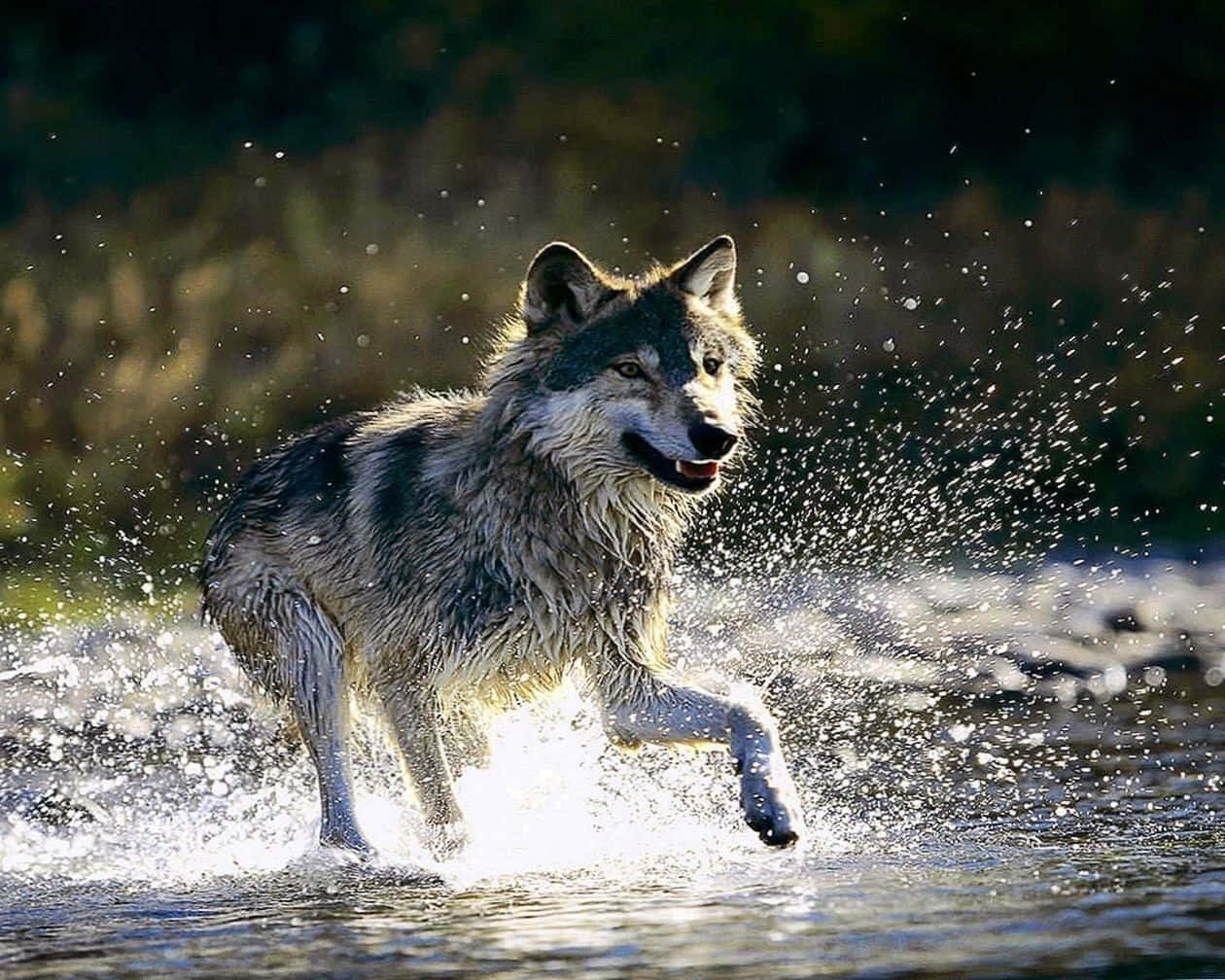 This Majestic Wolf Is A Symbol Of The Warring Forces Of Water And Fire Wallpaper