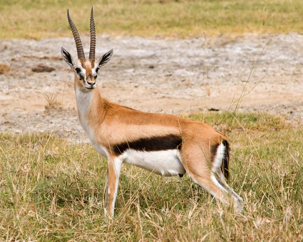 Thomsons Gazelle Grassland Wallpaper