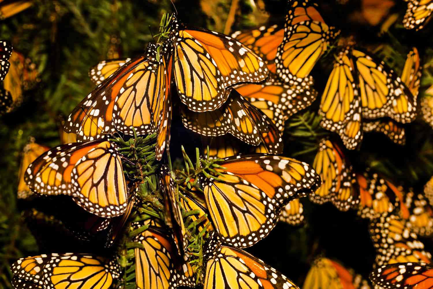 Thousands Of Butterflies Take Flight For Their Annual Migration Wallpaper