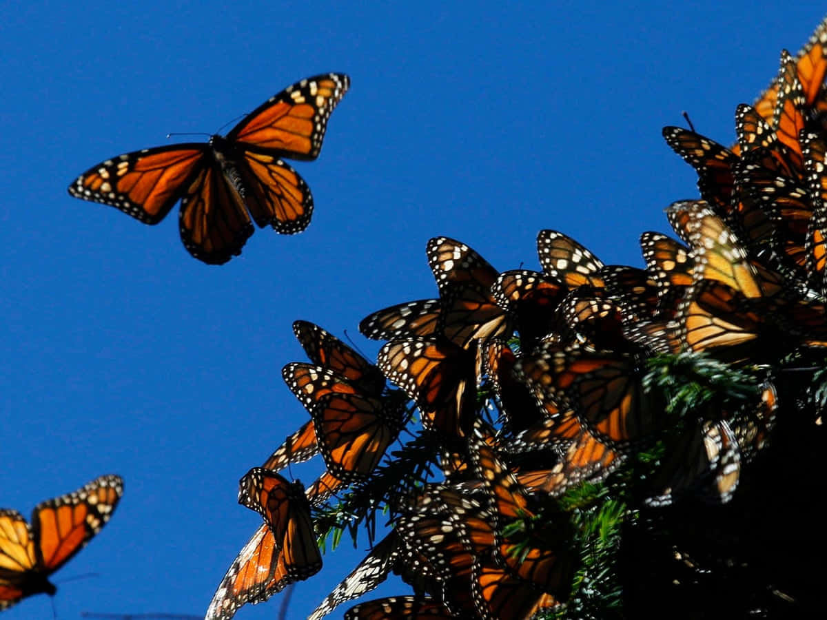 Thousands Of Butterflies Take To The Skies In Stunning Migration Wallpaper