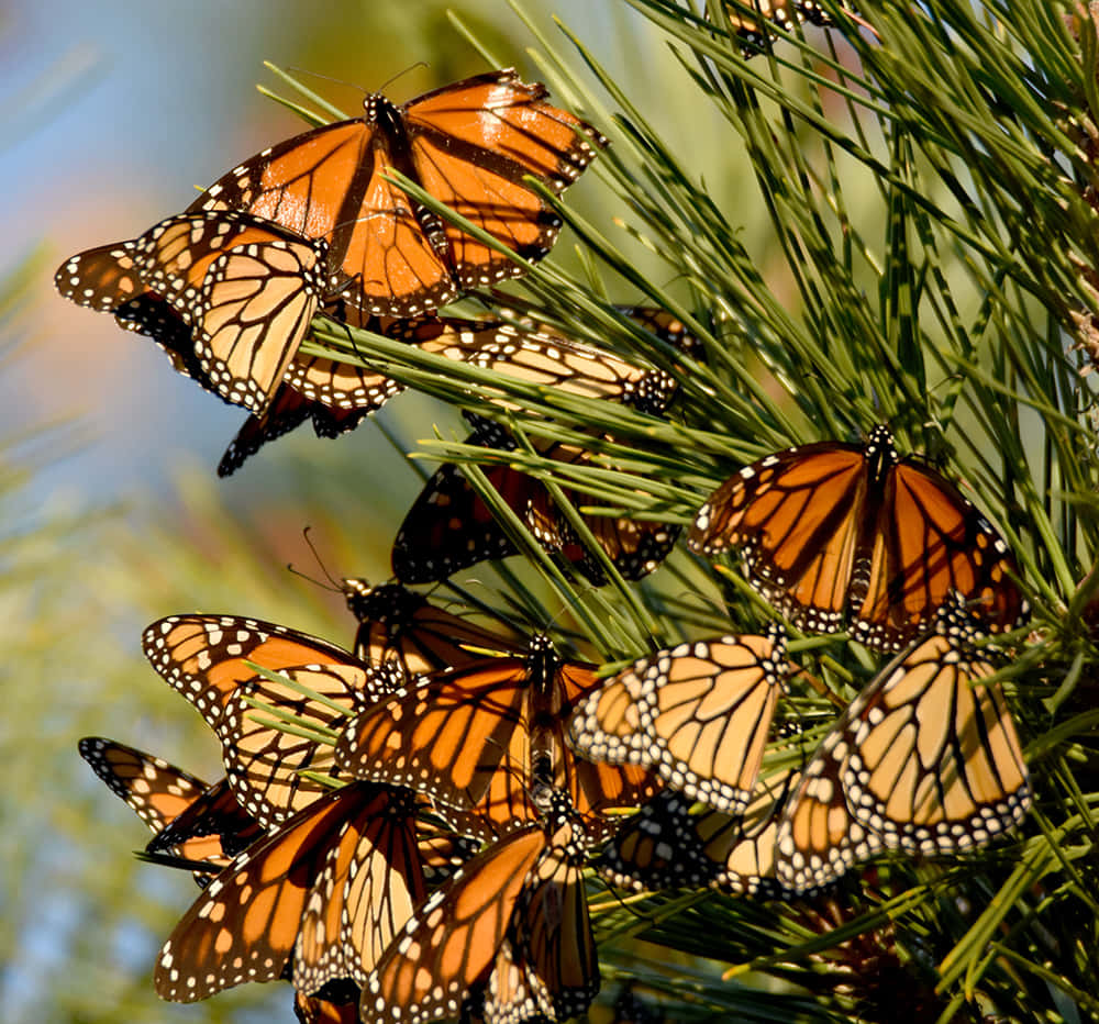 Thousands Of Butterflies Travel Through The Sky In A Never-ending Migration Wallpaper