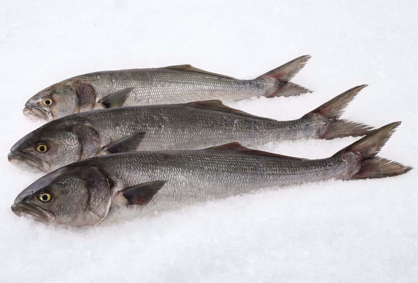 Three Bluefish On Ice Wallpaper