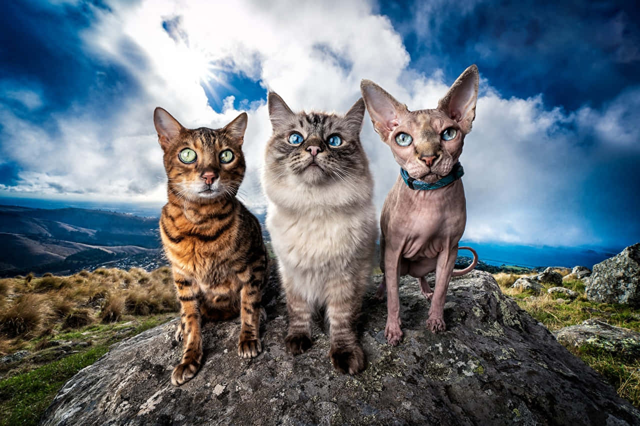 Three Cats Mountain Top Wallpaper