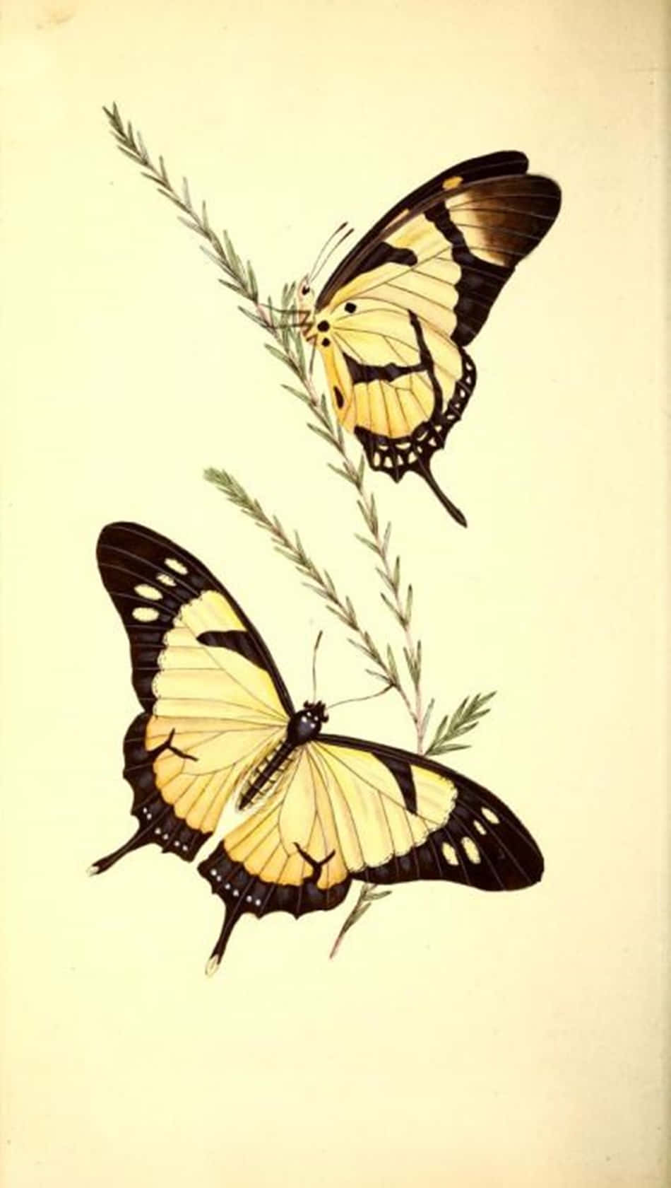 Three Happy Yellow Butterflies Flutter In The Air Wallpaper