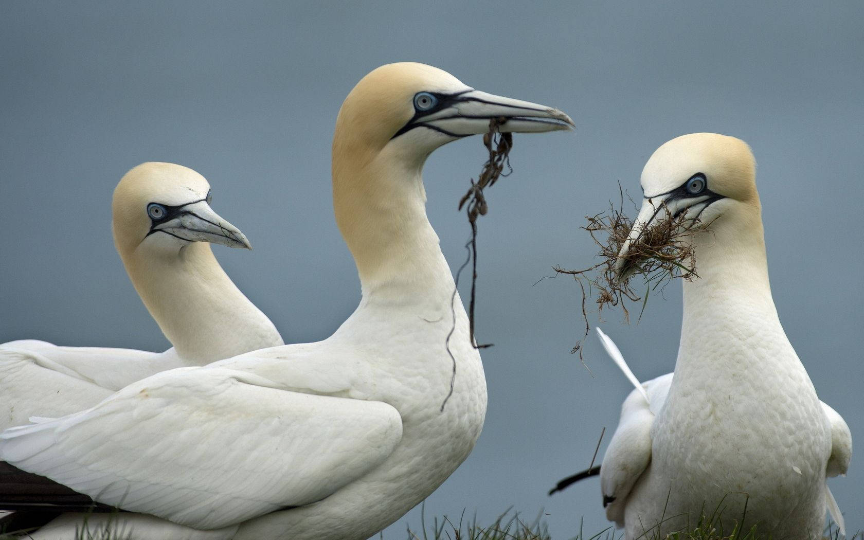 Three Northern Gannet Birds In Nature Wallpaper