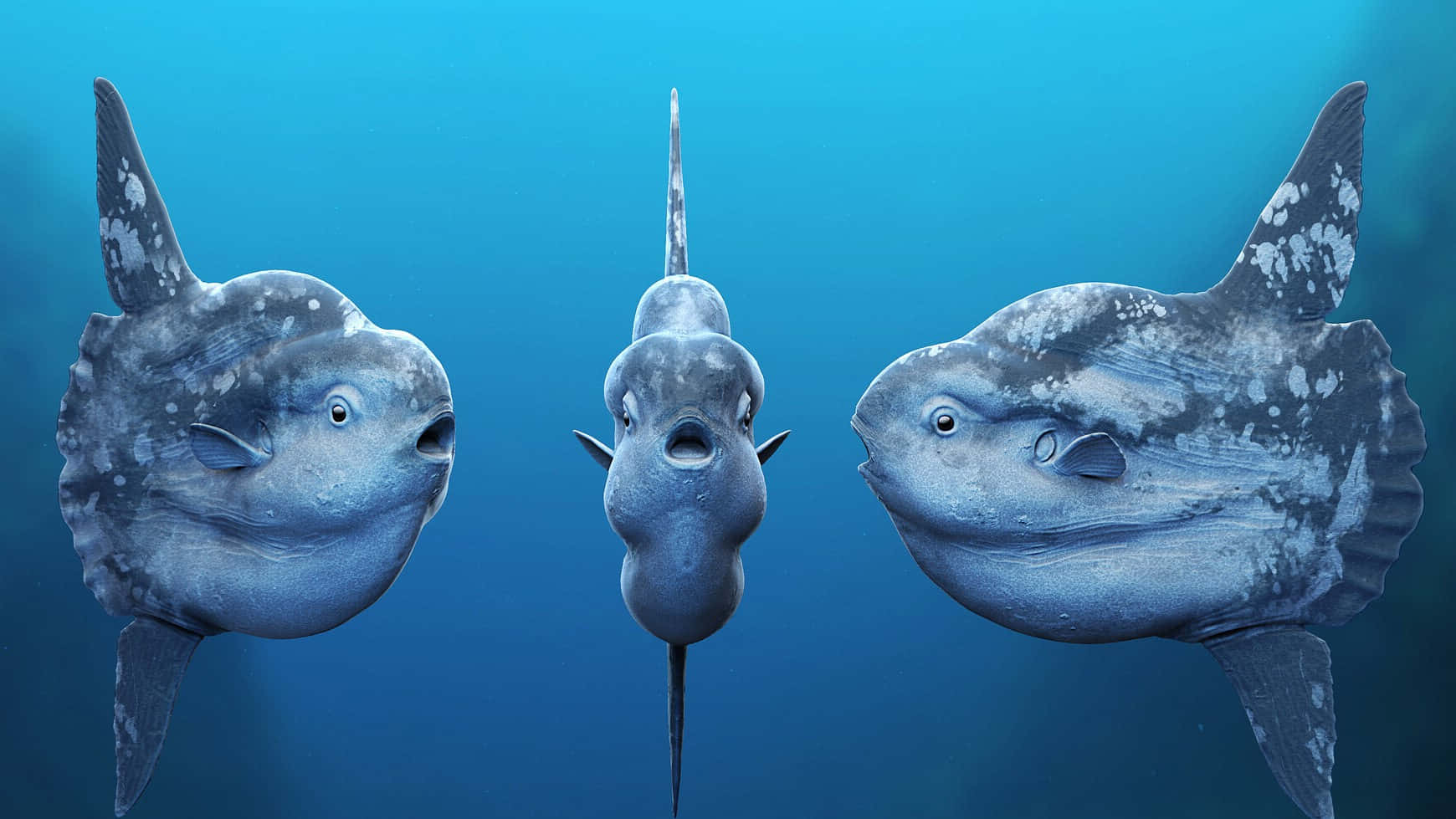 Three Sunfish Underwater Portrait Wallpaper