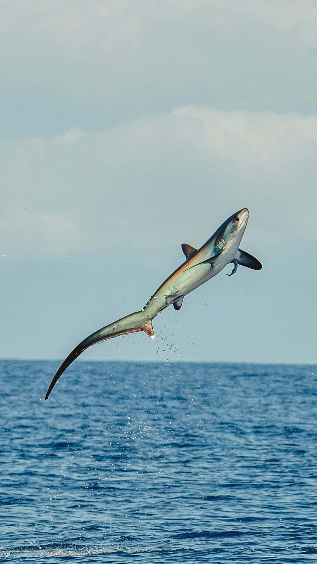 Thresher Shark Leaping Outof Water Wallpaper