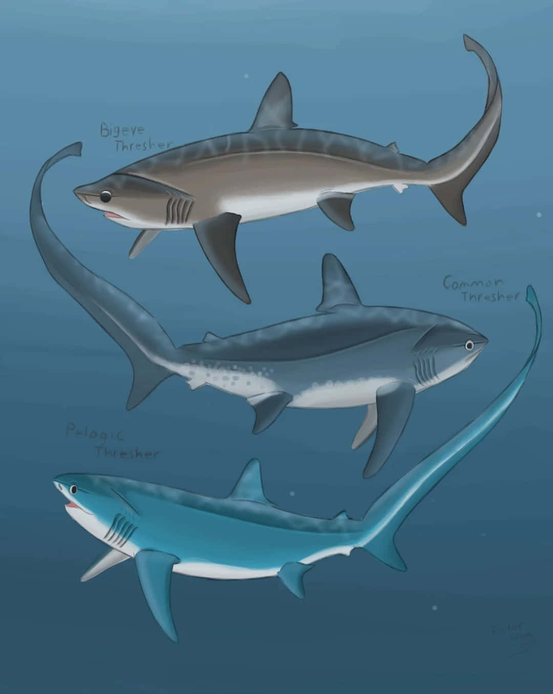 Thresher Shark Species Illustration Wallpaper