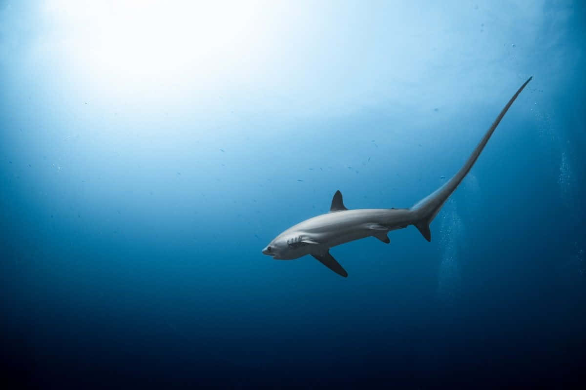 Thresher Shark Underwater Wallpaper