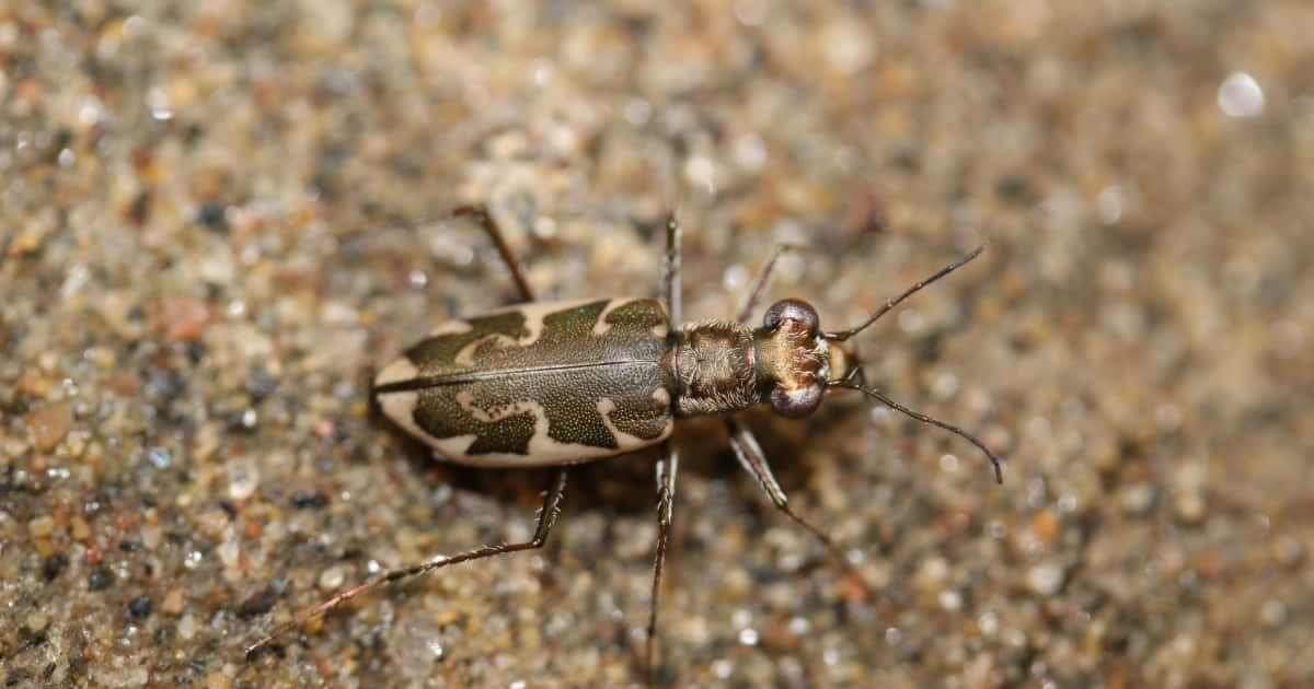 Tiger Beetle Camouflageon Sand Wallpaper