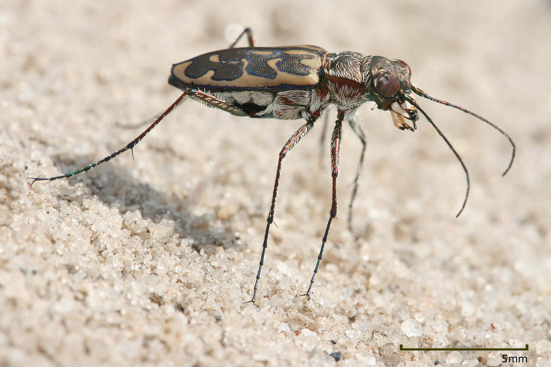 Tiger Beetle Cicindela Campestris Wallpaper