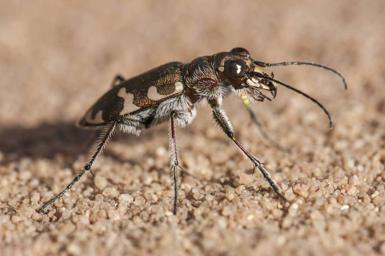 Tiger Beetle Close Up Wallpaper