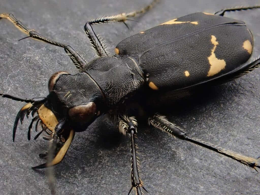 Tiger Beetle Closeup Wallpaper