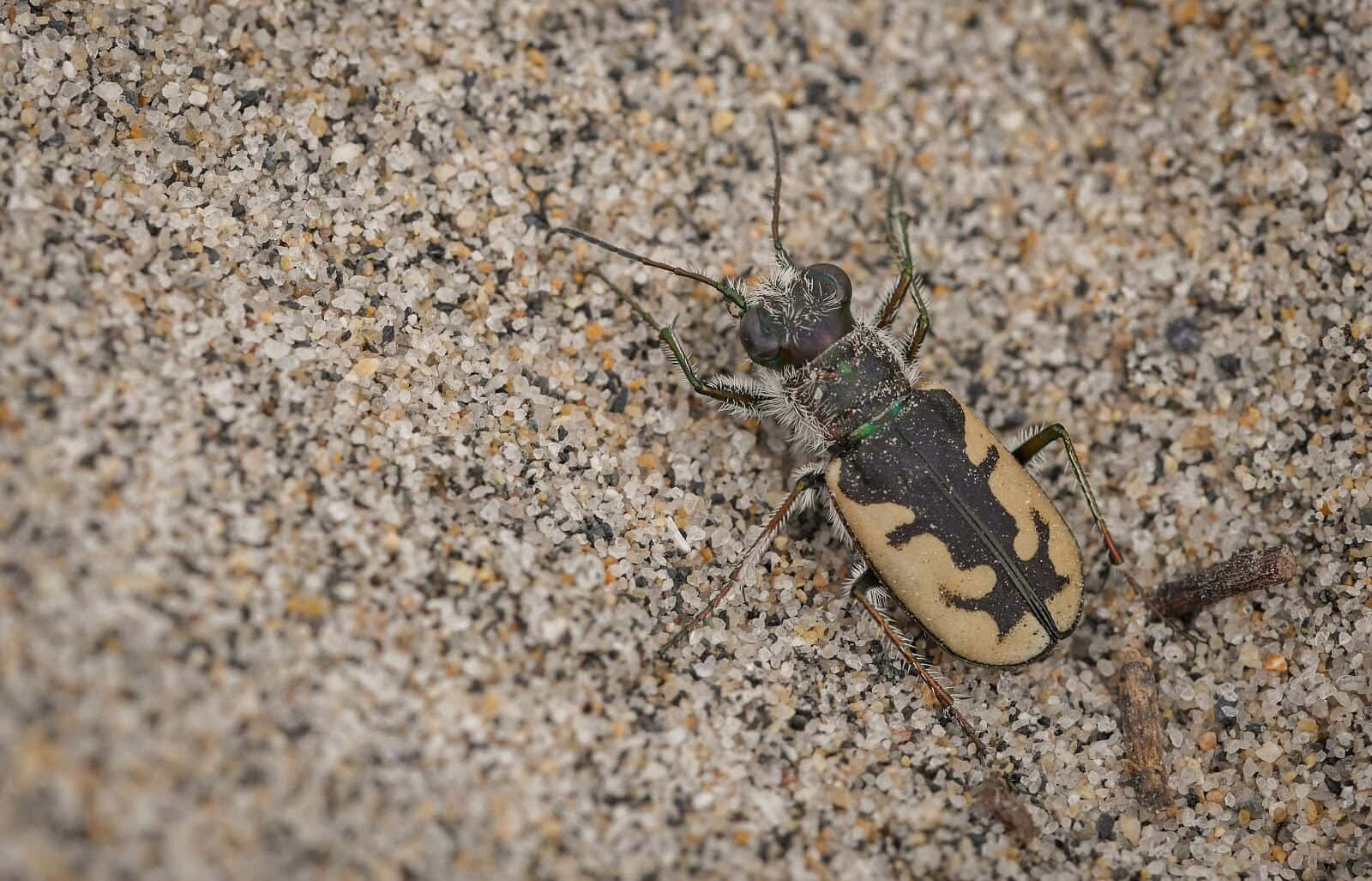 Tiger Beetleon Sandy Ground Wallpaper