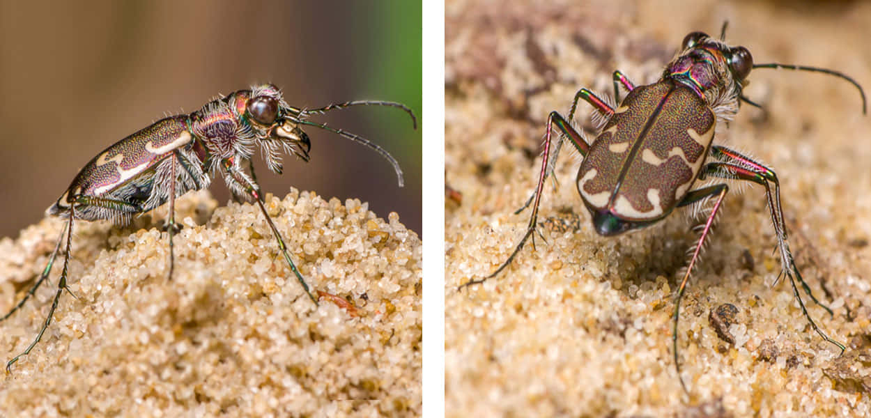 Tiger Beetles Closeup Wallpaper