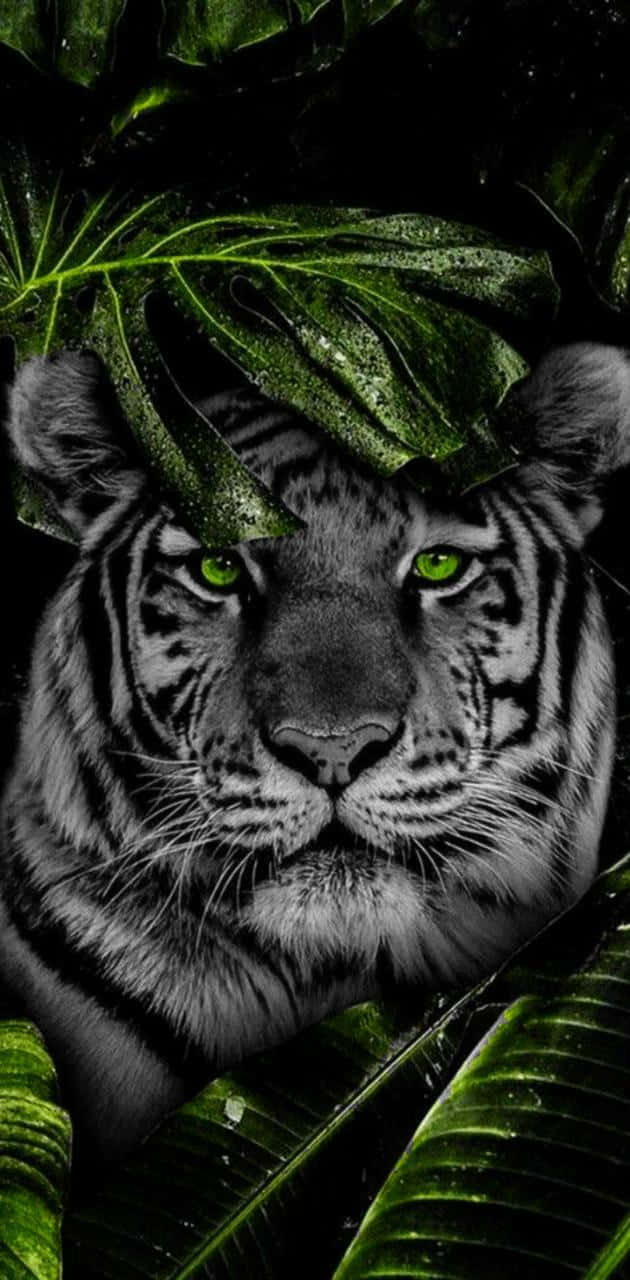 Tiger Face Behind The Leaf Wallpaper