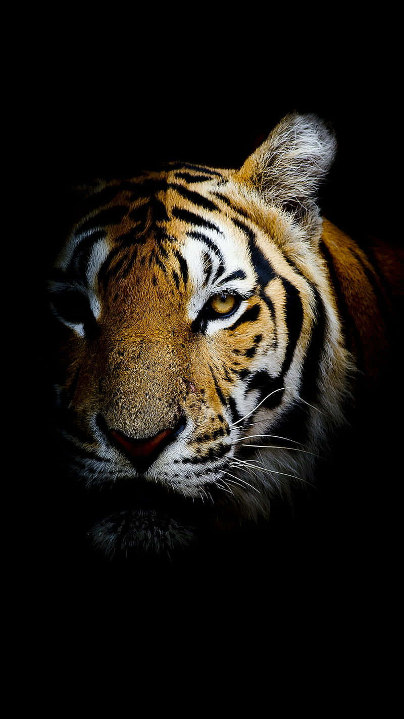 Tiger Face Hiding In The Dark Wallpaper