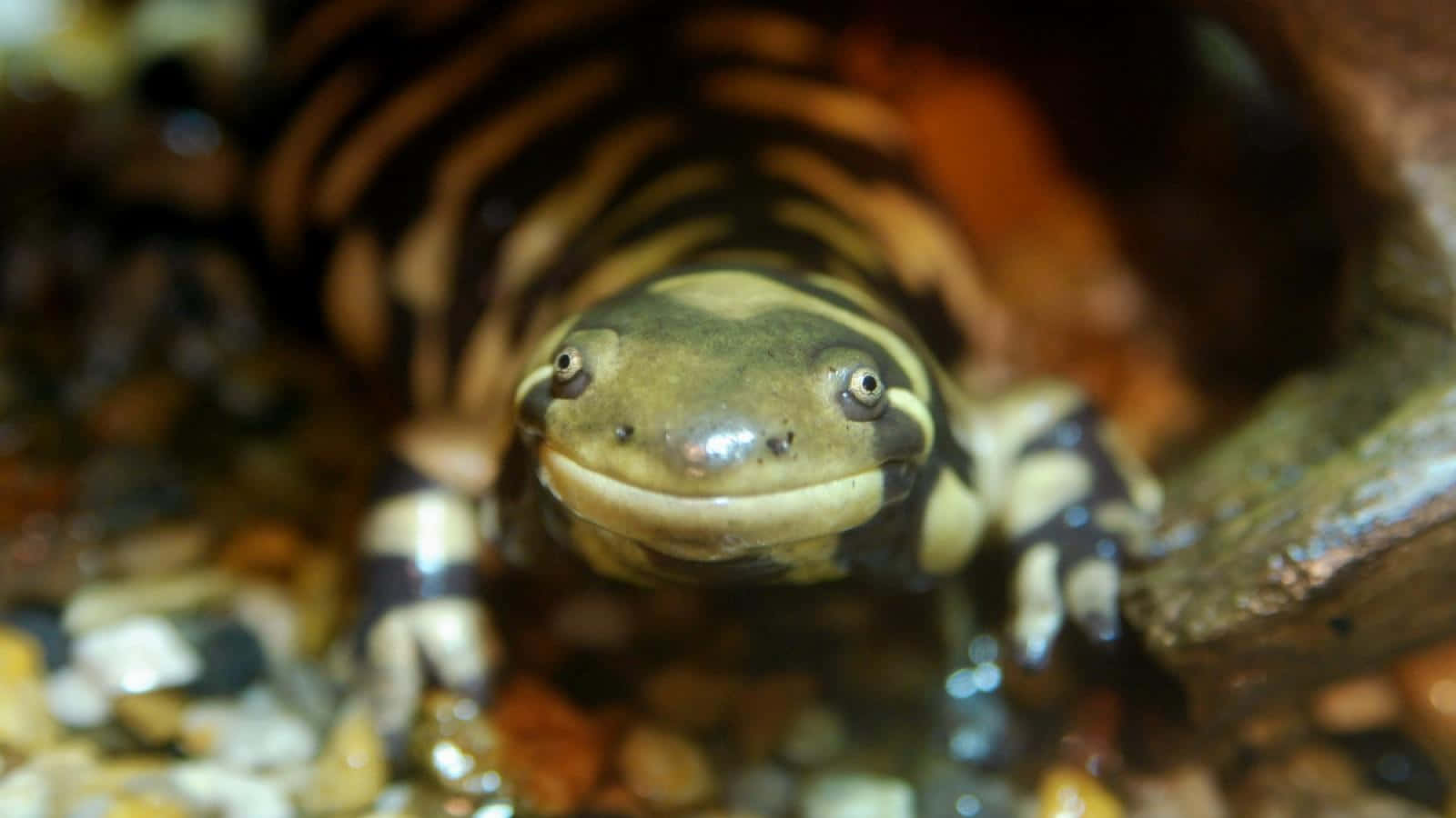 Tiger Salamander Close Up Wallpaper